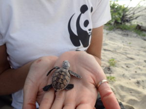 Royal Caribbean and WWF-Australia hawksbill turtle